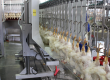 Poultry Processing Lines 250 - 6000 birds per hour