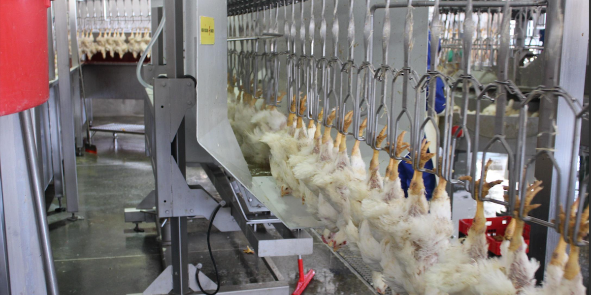 Poultry Processing Lines 250 – 6000 birds per hour Poultry Processing Lines 250 - 6000 birds per hour