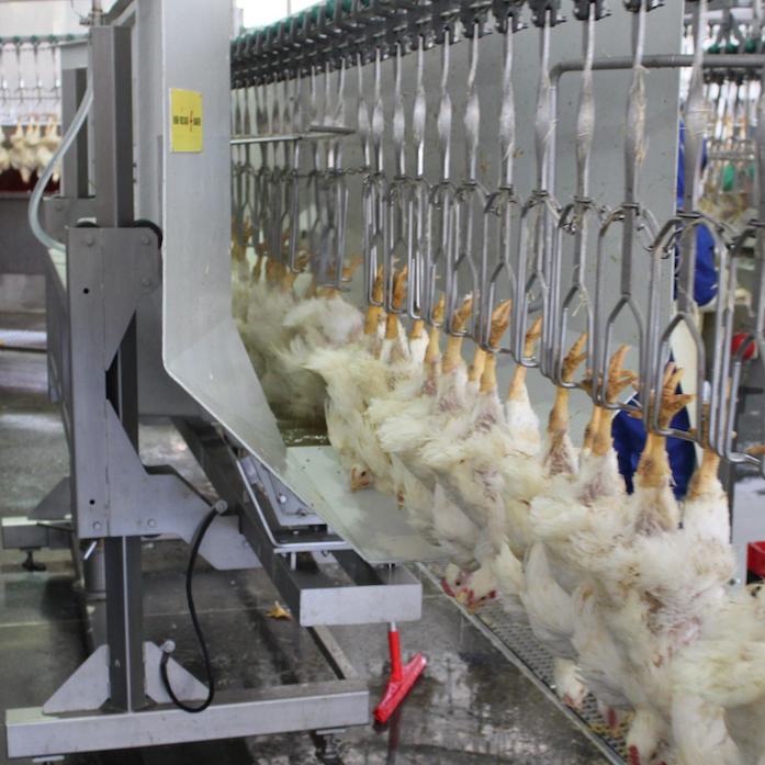 Poultry Processing Lines 250 – 6000 birds per hour Poultry Processing Lines 250 - 6000 birds per hour
